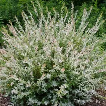 Ива Хакуро Нишики.