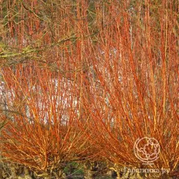 Ива Вителлина