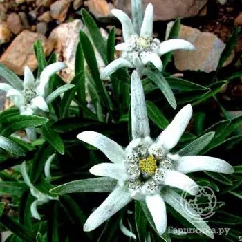 Эдельвейс альпийский