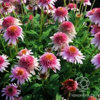 Эхинацея пурпурная Баттерфляй Киссес