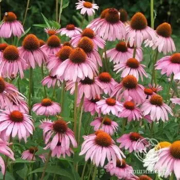 Эхинацея пурпурная Пурпл