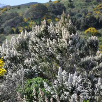 Эрика древовидная