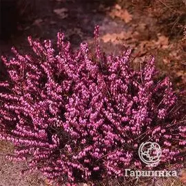 Эрика Крамерс Рот