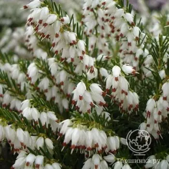 Эрика Уайт Перфекшн