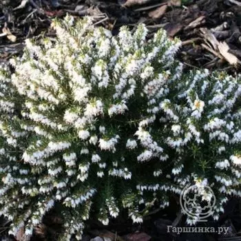 Эрика Уайт Перфекшн