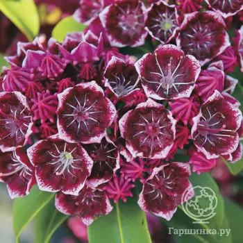 Кальмия Кипсейк широколистная