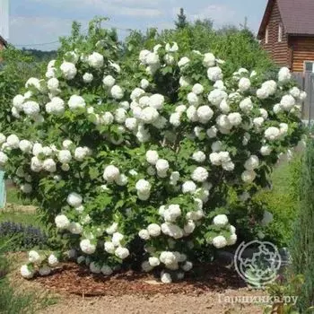 Калина Бульденеж