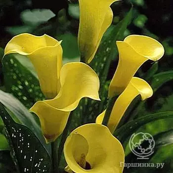 Калла Блэк Мэджик