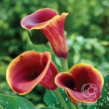 Калла Капитан Челси