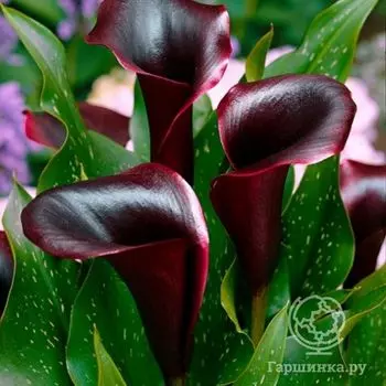 Калла Шварцвальдер