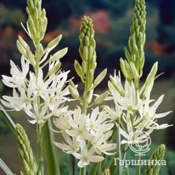 Камассия Лейхтлина Силк Ривер 2 шт