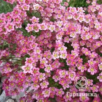 Камнеломка Хайландер Роуз Шейдес