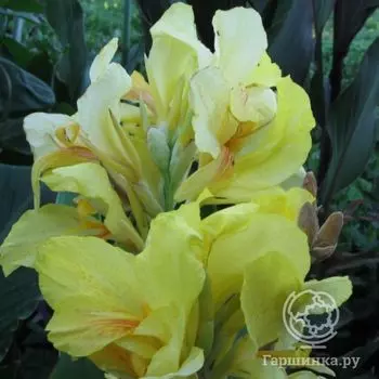 Канна Амбассадор