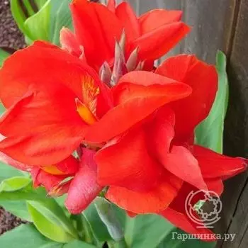 Канна Бриллиант
