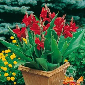 Канна Черри Ред