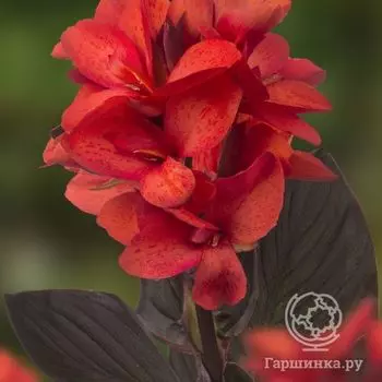 Канна Хэппи Изабель