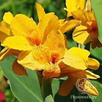 Канна Хэппи Эмили