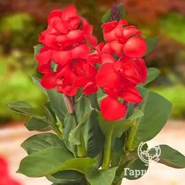 Канна Хэппи Кармен