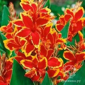 Канна Люцифер