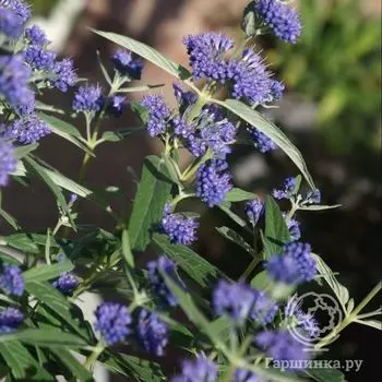 Кариоптерис Блю Эмпайр