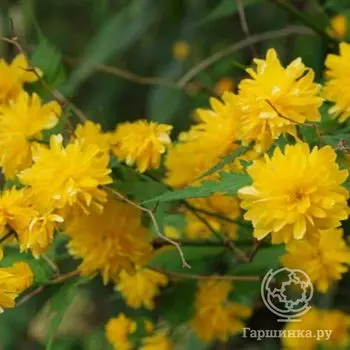 Керрия Ауреовариегата японская