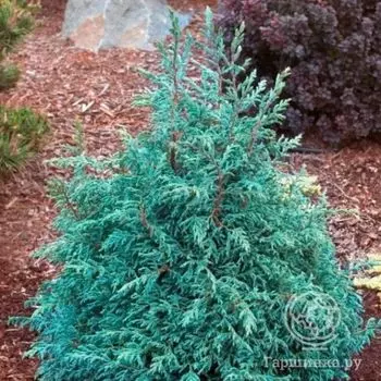 Кипарисовик Бэби Блу