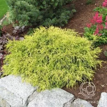 Кипарисовик Филифера Ауреа Нана.