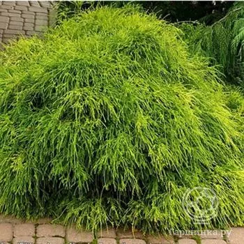 Кипарисовик Филифера Нана.