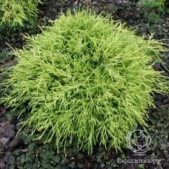 Кипарисовик Санголд