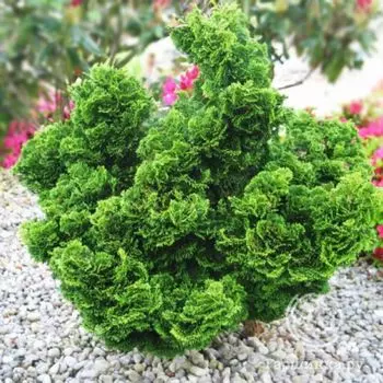 Кипарисовик тупой Нана Грацилис