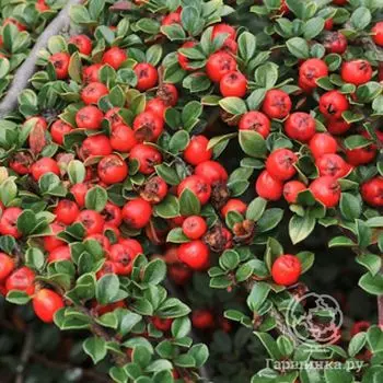 Кизильник Корал Бьюти