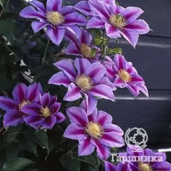 Клематис Барбара Джекман крупноцветковый (2)