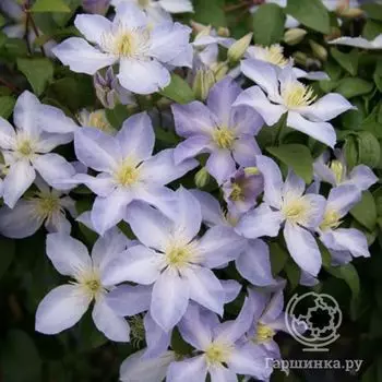 Клематис Беби Долл (2)
