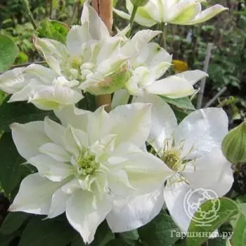 Клематис Беби стар (2)