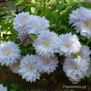 Клематис Бель оф Вокинг (2)