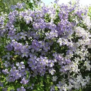 Клематис Блекитни Аниол