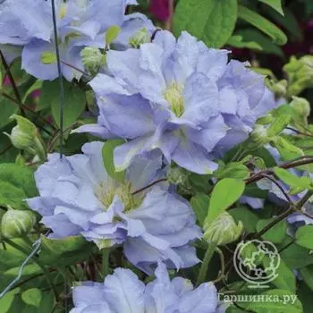 Клематис Блю Даймонд (2)