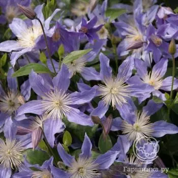 Клематис Блю Ривер (3)