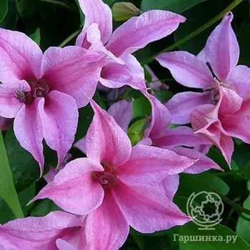 Клематис Дачес оф Албани (3)