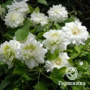 Клематис Дачес оф Эдинбург крупноцветковый (2)