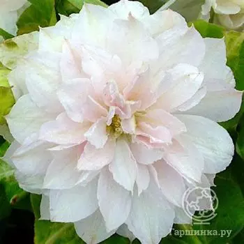 Клематис Дансинг Дорин