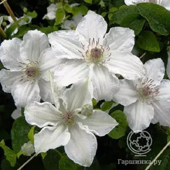 Клематис Дестини