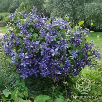 Клематис Дюрана (3)