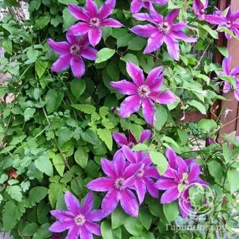 Клематис Файрворкс (2)