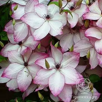 Клематис Фонд Меморис (3)