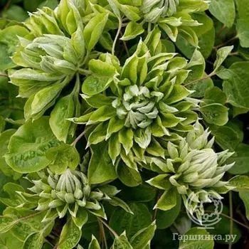 Клематис Грин Пэшн (2)