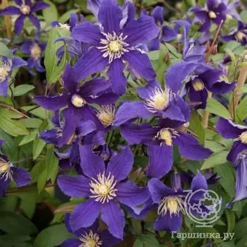 Клематис Хадсон Ривер (3)