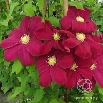 Клематис Хоши но Фламенко крупноцветковый (2)