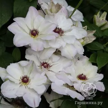 Клематис Иби (2)