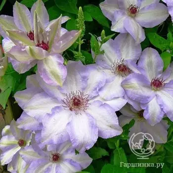 Клематис Иван Олссон крупноцветковый (2)